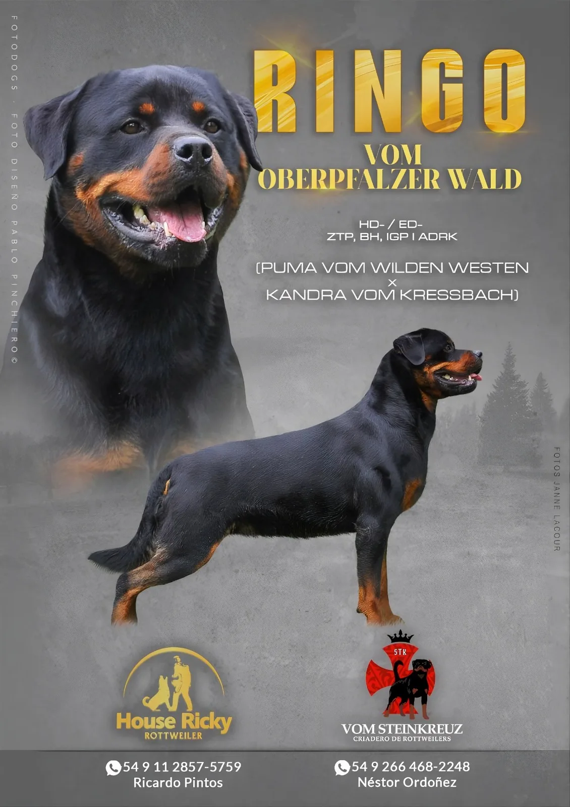 Criadero de Rottweiler House Ricky y Vom Steinkreuz