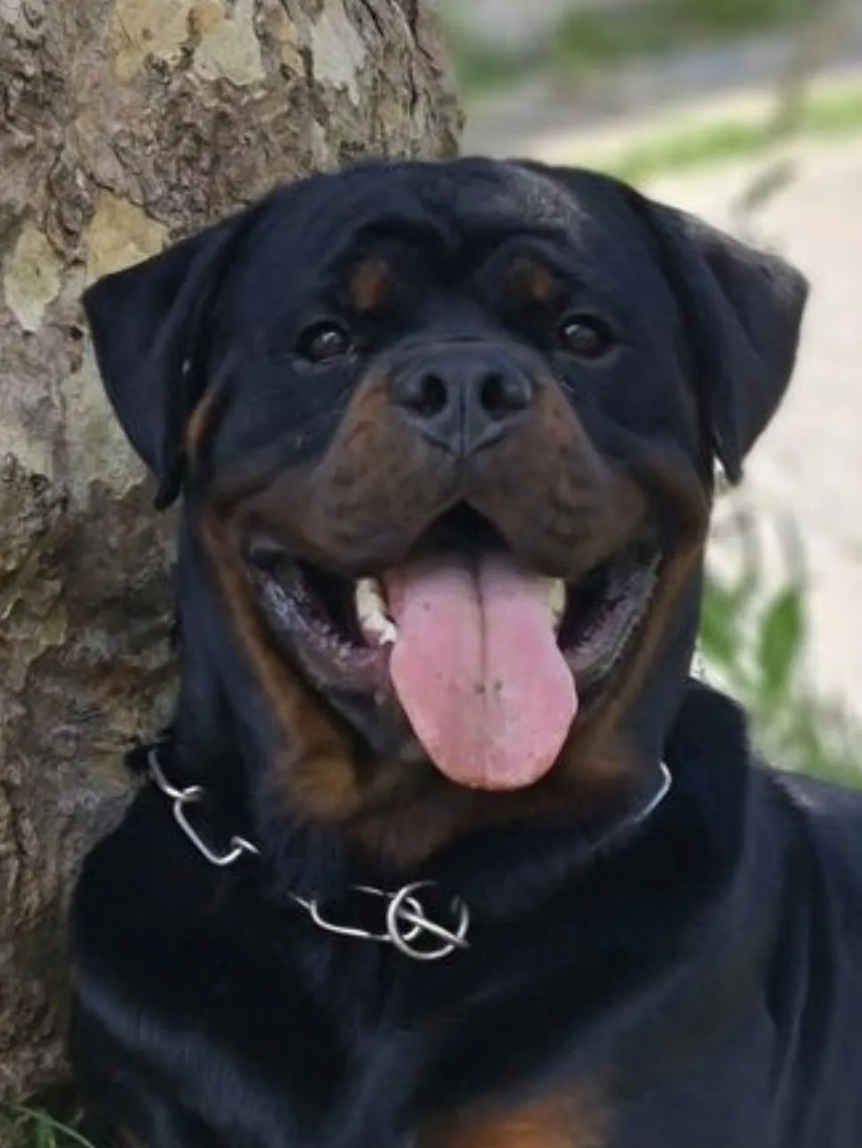Foto de cabeza de CH TARO DE LA CORTE CANINA
