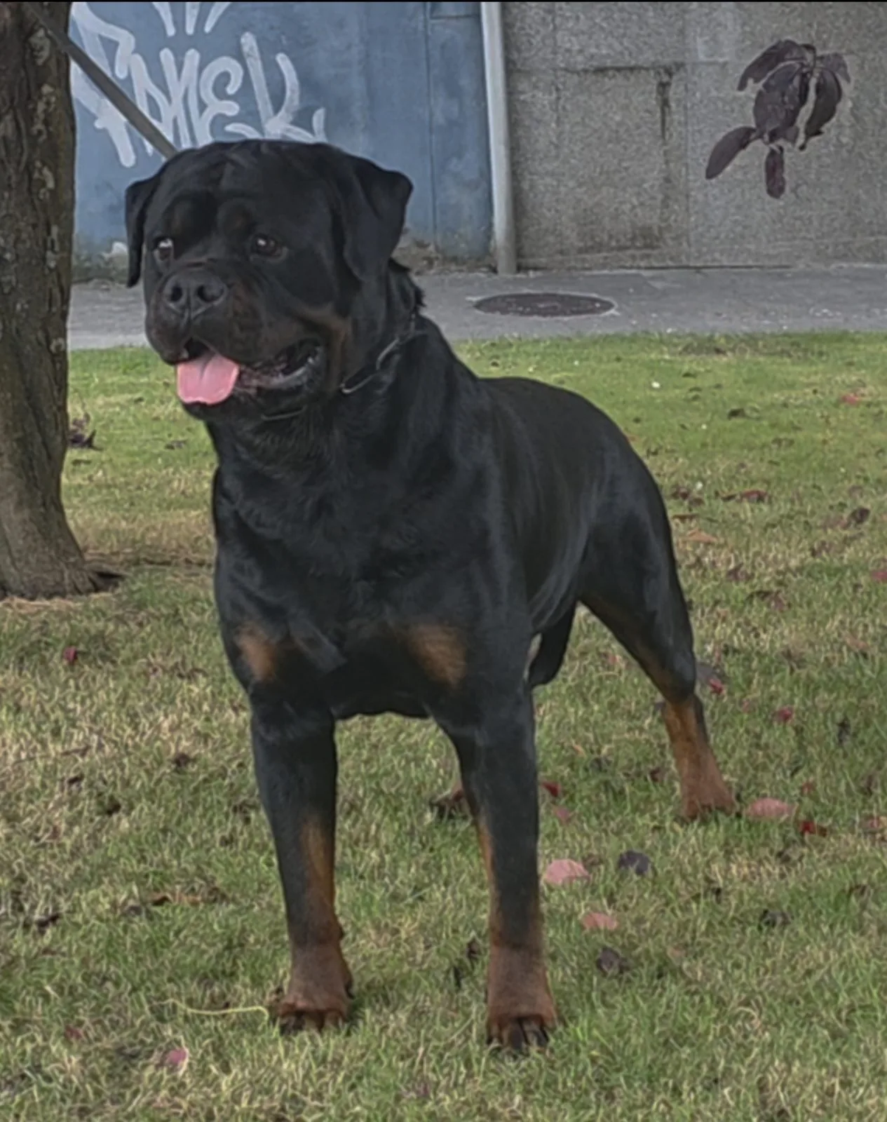 Foto de CH TARO DE LA CORTE CANINA
